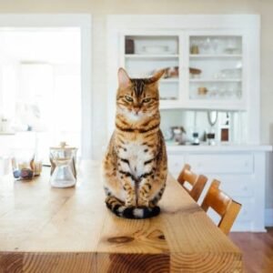 Gato Esperando Llegando a Casa