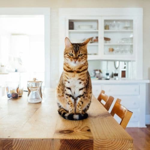 Gato Esperando Llegando a Casa